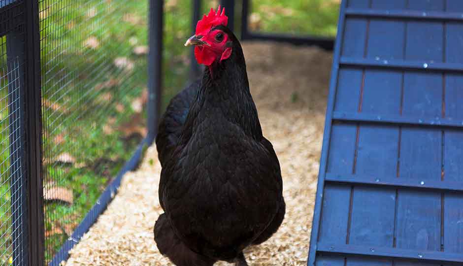 black hen in chicken coop run