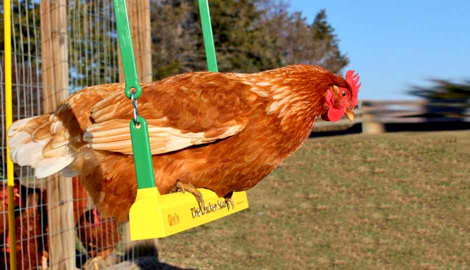 red hen swinging on yellow swing