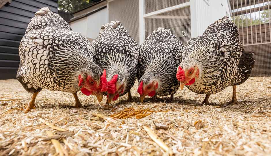 wyandotte chickens pecking at Mealworms